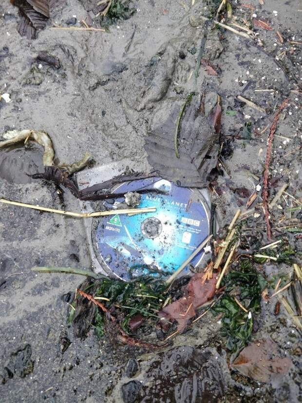 Море принесло на берег Море принесло на берег