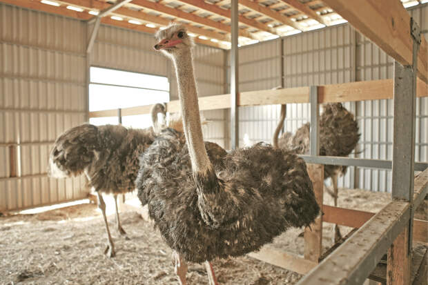 Фазаны и страусы: как выращивают и где попробовать экзотическую птицу в Крыму