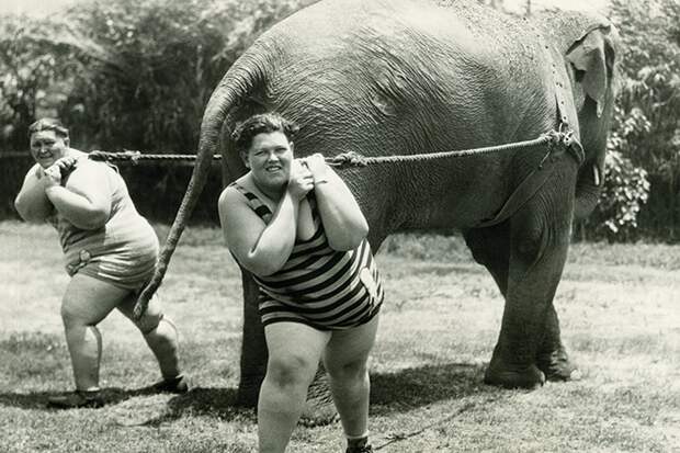 elephant_1.jpg elephant_1.jpg