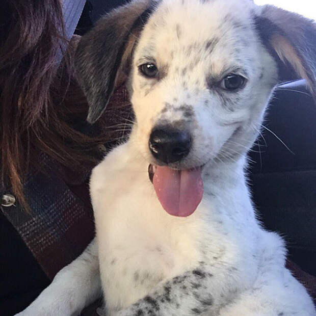 adopted-dogs-first-day-home-10-5795f647a2f20__700