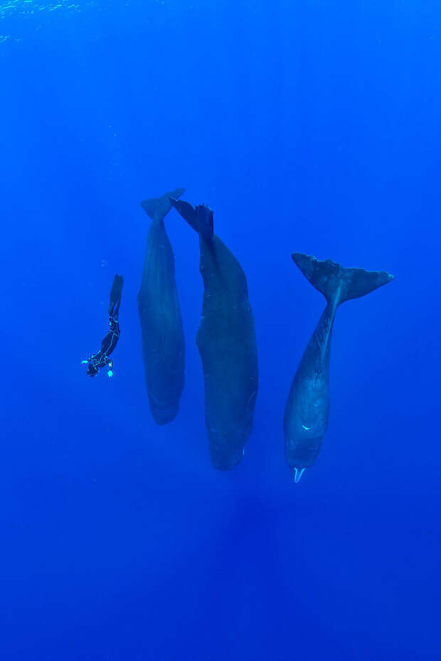 Уникальные фото спящих кашалотов Кашалоты, видео, интересно, океан, природа, спящие гиганты, уникально, фото