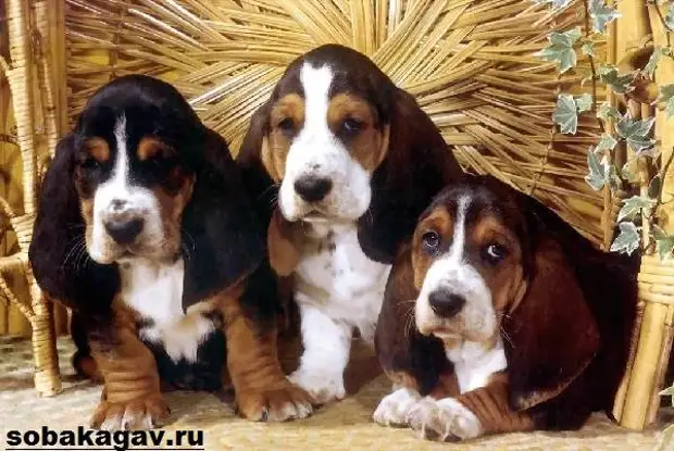 Бладхаунд собака. Описание, особенности, уход и цена бладхаунда