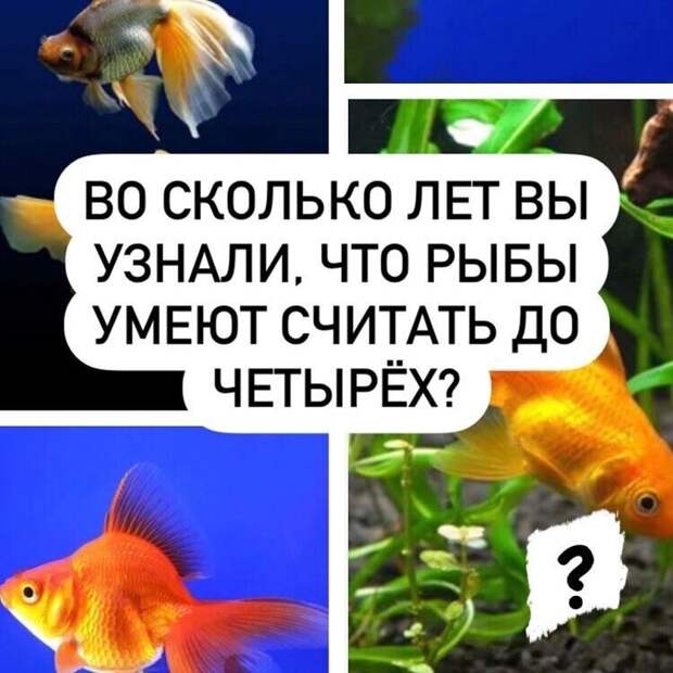 То есть память, как у рыбки, это на 4 секунды? То есть память, как у рыбки, это на 4 секунды?