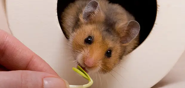Разрешенные и запрещенные продукты для хомяков: полный список