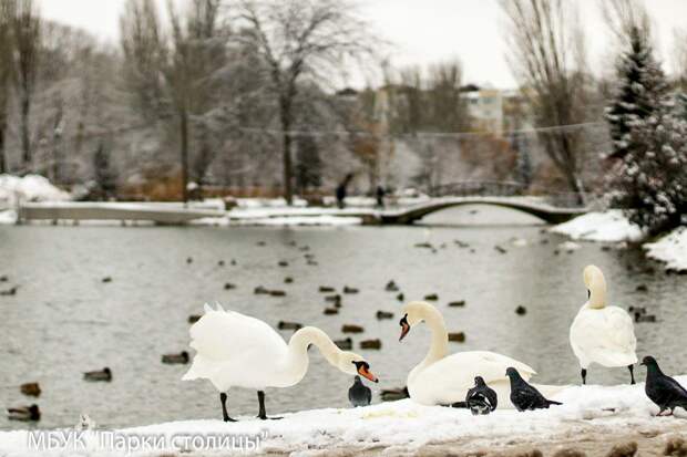 Уткам и лебедям Гагаринского парка увеличили рацион из-за холодов
