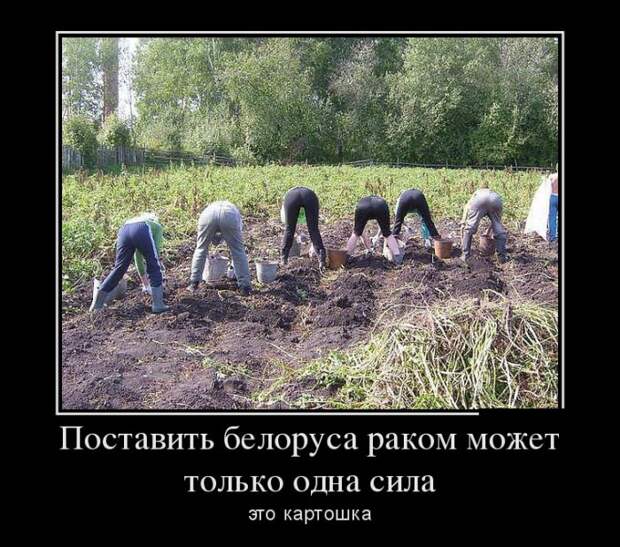 Демотиваторы (30 фото)