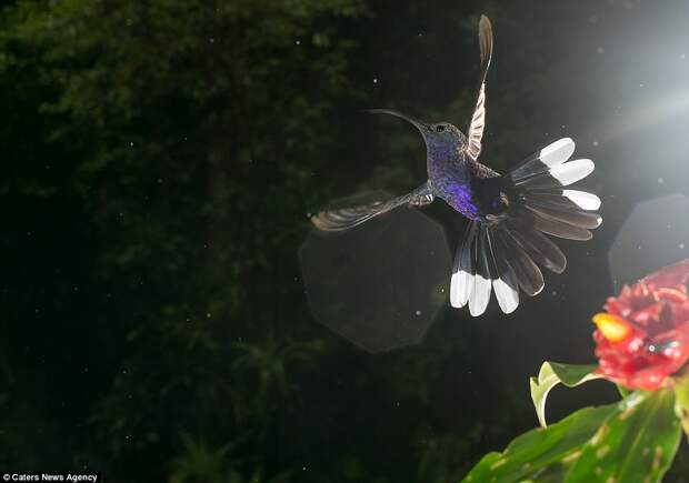 Like an angel: A beautiful purple hummingbird spreads its wings as spots of light artistically glint across the camera lens 