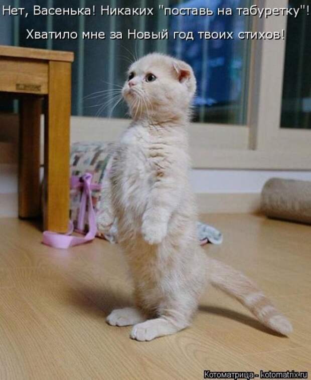 Лучшие котоматрицы недели Лучшие котоматрицы недели