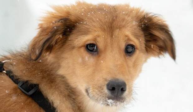 Выставка-пристройство животных пройдет в культурном центре «Зеленоград»