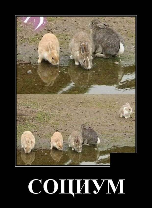demotivatory-demotivator-smeshnye-demotivatory-demotivator-so-smyslom