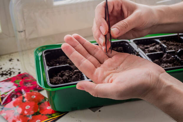 Депутат Чаплин: дверца холодильника — идеальное место для хранения семян