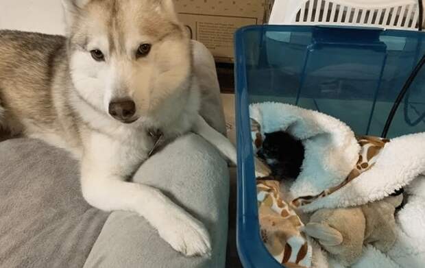 собака помогает котятам собака с котятами
