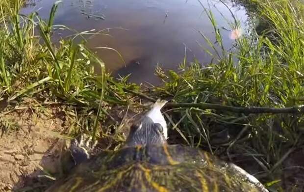 Парень прикрепил GoPro к черепахе и получил невероятные кадры видео, гопро, кадры, красота, природа, фото, черепаха
