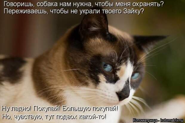Лучшие котоматрицы недели (50 фото)