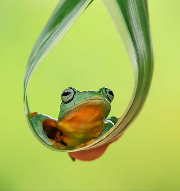 frog-photography-tantoyensen-8-5836fb6e16d78__880
