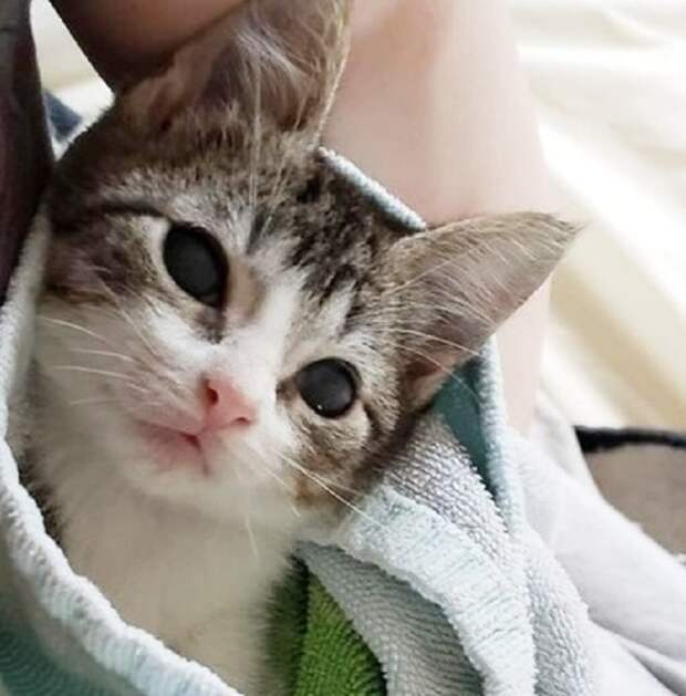 Котенок в полотенце Котенок смотрит куда-то