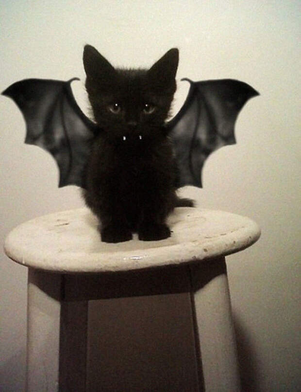 Bat Cat