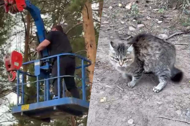 В Иркутской области окружной мэр спас кота, застрявшего на дереве