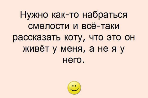 Уморительные истории о котах Уморительные истории о котах