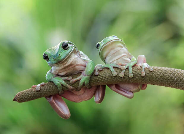 frog-photography-tantoyensen-13-5836fb7ae6764__880