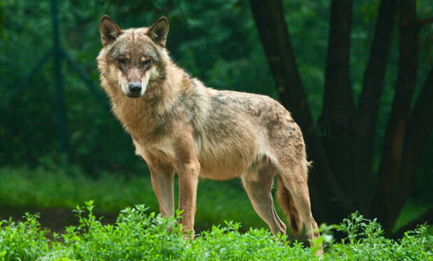 Животные Сибири: Волк