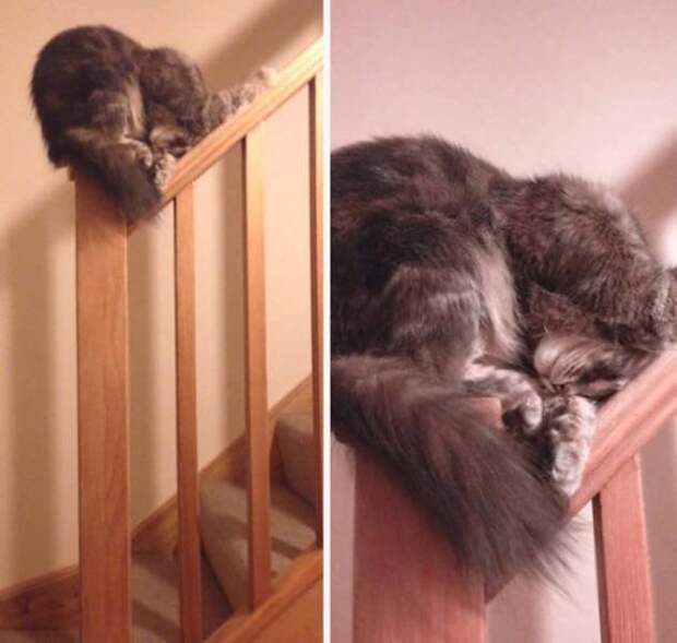 Непостижимая кошачья логика