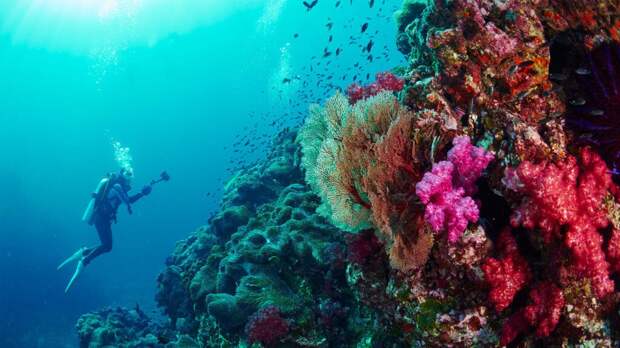 5 лучших мест для дайвинга. Гид по красоте подводного мира