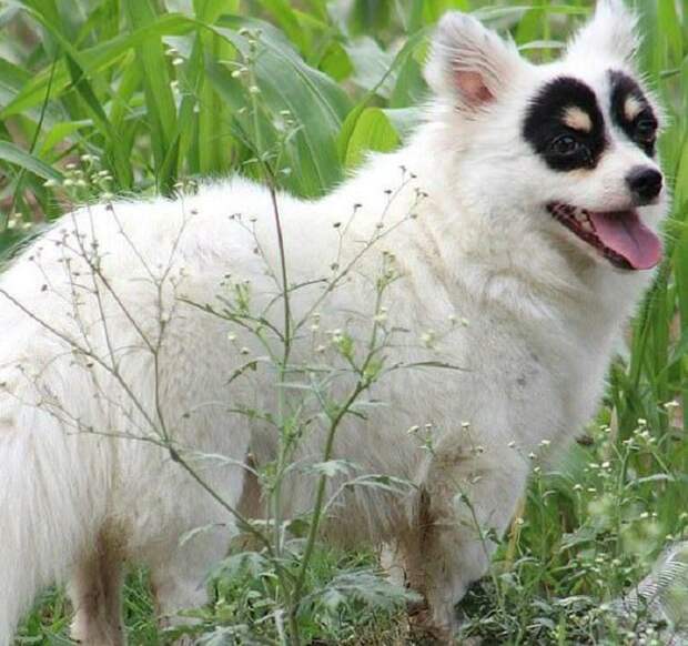 Собака на природе Собака стоит