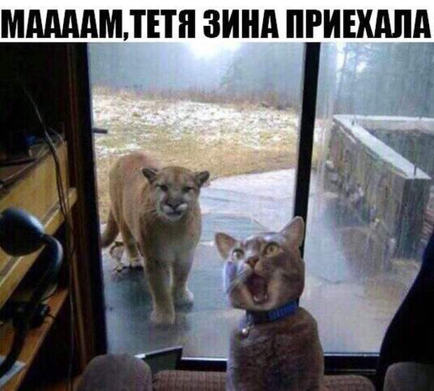 Новая подборка прикольных картинок  (50 фото)