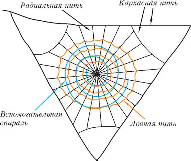 Как ходит паук схема