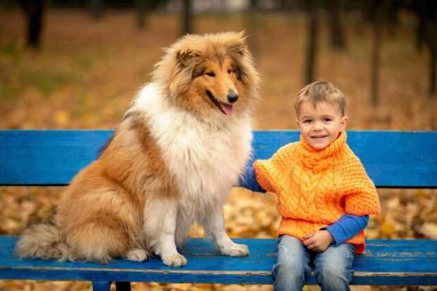 Длинношерстная колли отлично уживается с другими животными, со всеми членами семьи и маленькими детьми. © dogsbestlife    
