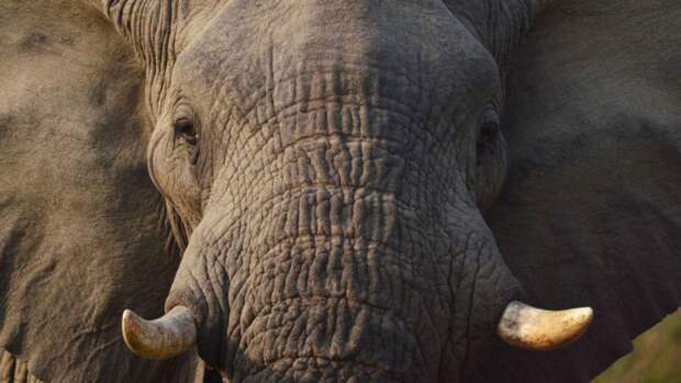 Слониха убила смотрителя испанского зоопарка ударом хобота