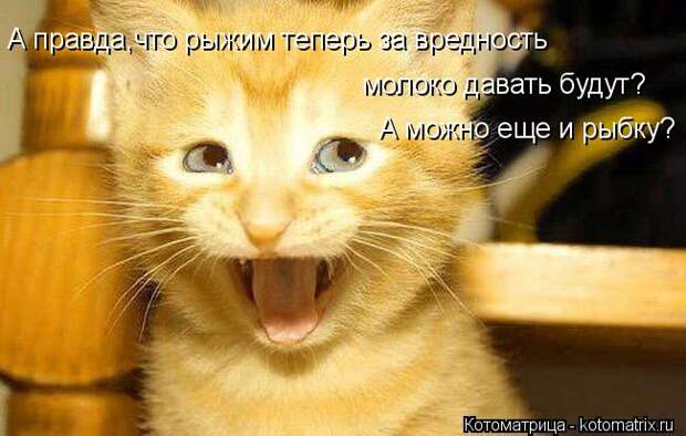 котоматрица