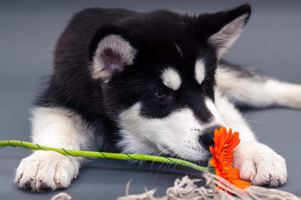 Adorable photos of animals who sniff flowers 37