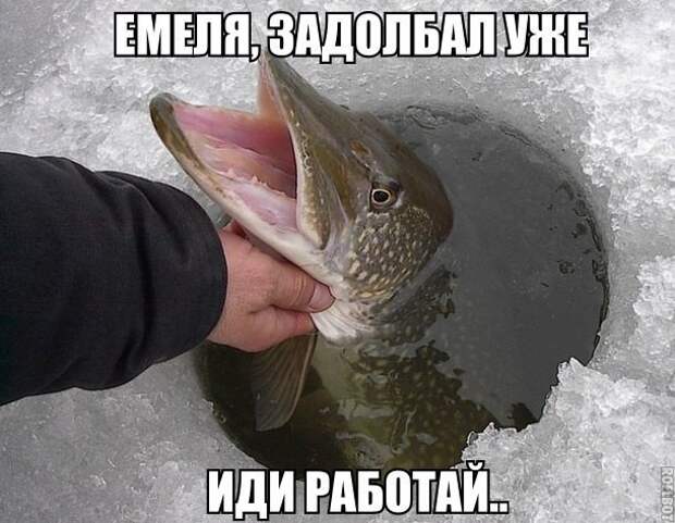 Смешные картинки с надписями прикол, юмор