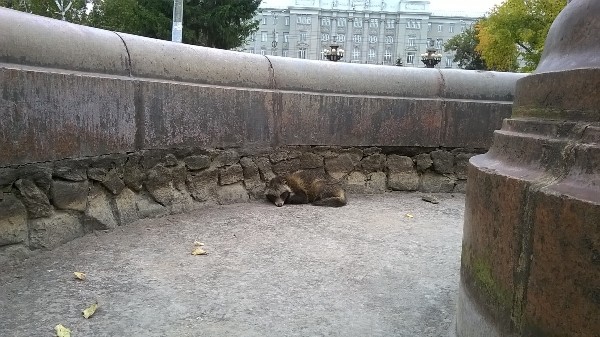 На дне каменного фонтана люди обнаружили ослабленного зверька На дне каменного фонтана люди обнаружили ослабленного зверька енотовидная собака, животное, история, приют, собака