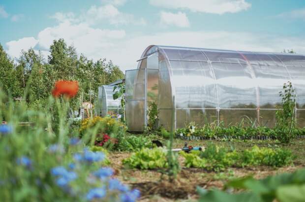 Дачникам назвали всходящие при любых условиях сорта овощей