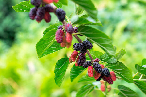 Frontiers: листья шелковицы могут действовать на механизмов обмена глюкозы