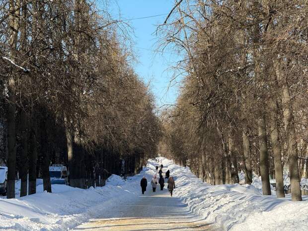 Озеленение бульвара улицы Чичерина обойдется втрое дешевле