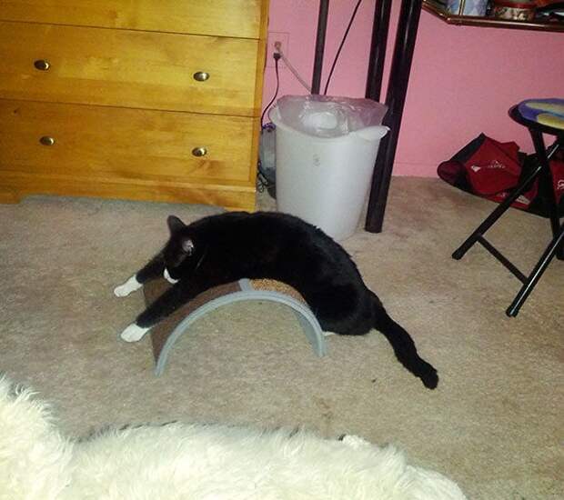 кошачья логика, коты и кошачий домик