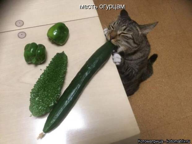 Лучшие котоматрицы недели (50 фото)