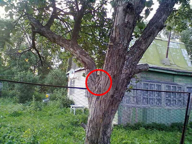 find-hidden-cat-camouflage-hide-and-seek-catouflage-209