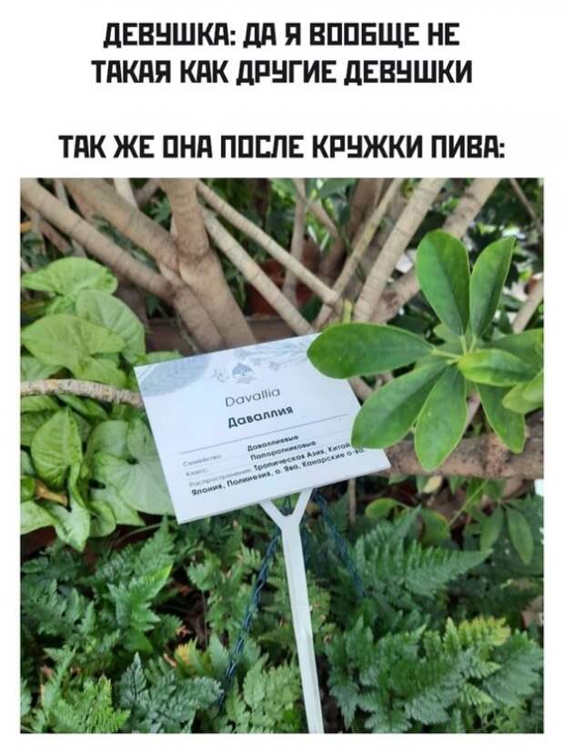 Весёлые