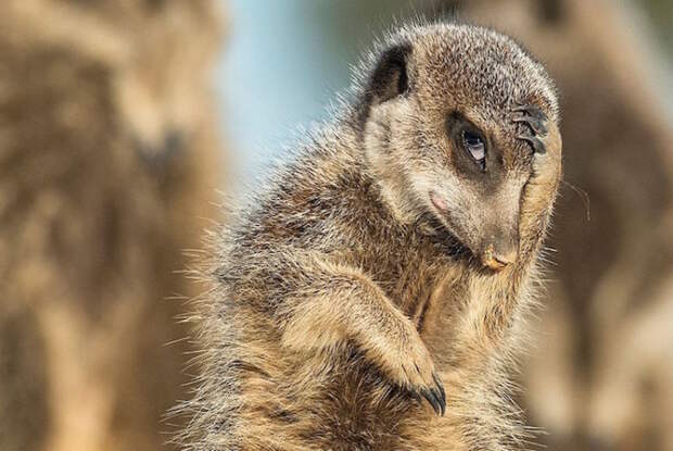 Самые смешные фотографит животных, присланные на конкурс Comedy Wildlife Photography Awards — 2016