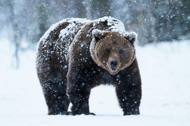 Медведи просыпаются по разным причинам. /Фото: ural-meridian.ru.