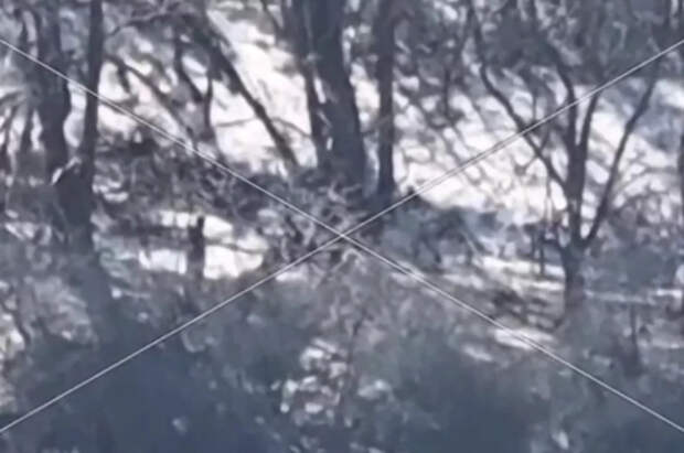 Танки НАТО утонули под Сумами: ВСУ попали в грязевую ловушку