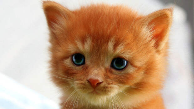 источник фото: godfon.ru