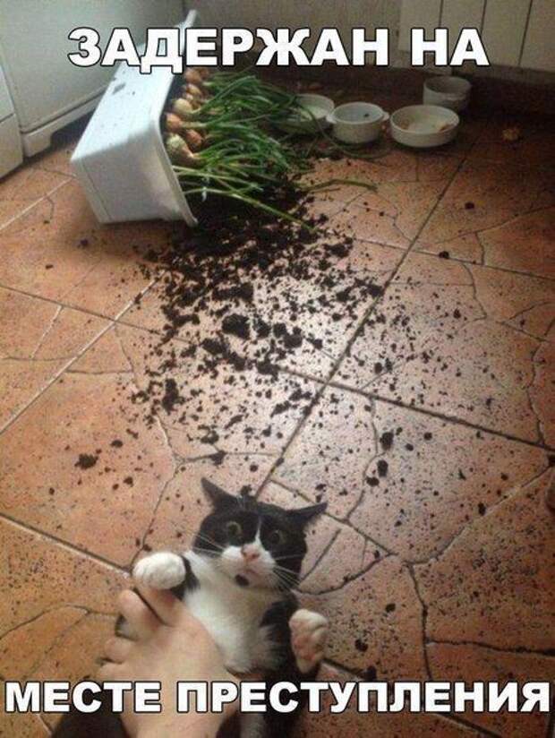 Кис-кис-кис Кис-кис-кис животные, коты, юмор