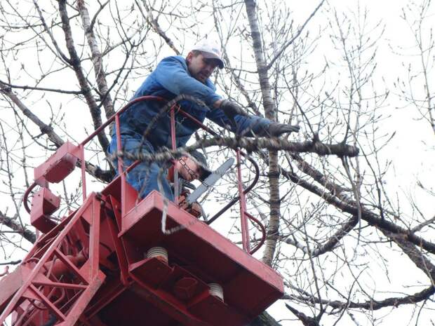 Коммунальщики спилили опасную ветку на Беговой улице