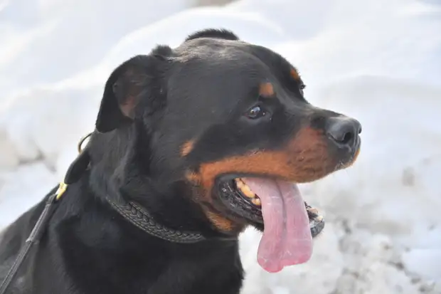 В Новосибирске неизвестные привязали двух собак на улице и оставили замерзать